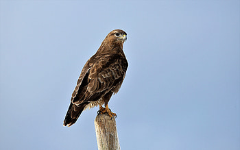 Buzzard, animal, nature, bird HD wallpaper