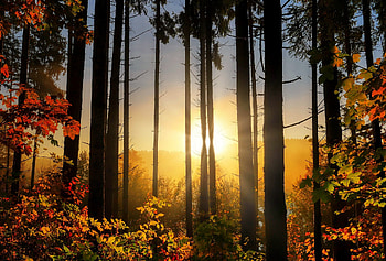 The rays of the autumn sun, fall, autumn, trees, foliage, rays, glow, morning, sunlight, colors, beautiful, forest HD wallpaper