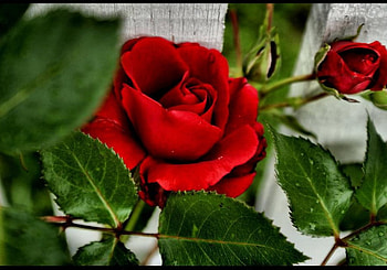 Rose, nature, flower HD wallpaper