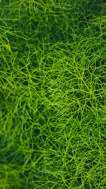 Grass close up top view graphy, Macro , Detailed textures, Organic patterns HD phone wallpaper