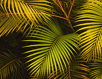 Nature, Leaves, Palm HD wallpaper