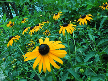 Wildflowers, plant, graphy, nature, macro HD wallpaper