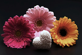 Holidays, Flowers, Heart, Gerbera, Valentine's Day HD wallpaper