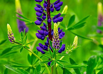 LUPIN, buds, flower, fields, nature HD wallpaper