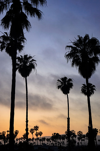Nature, Sunset, Sky, Night, Palms, Tropics HD phone wallpaper