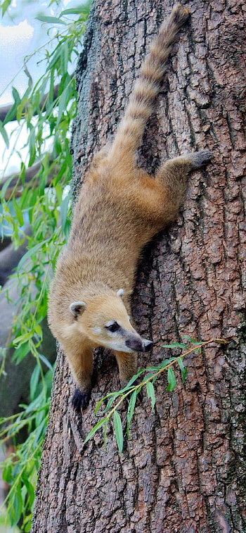 Best aardvark HD phone wallpaper
