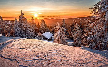 Winter Scene, winter, tree, sunset, snow HD wallpaper