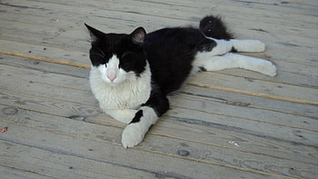 Hello Sleepy, white, black, cute, sleepy, cat HD wallpaper