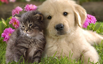 best freinds, dog, freinds, flower, best, cat HD wallpaper