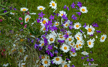 Summer Bouquet, Latvia, bell flowers, flowers, daisies HD wallpaper