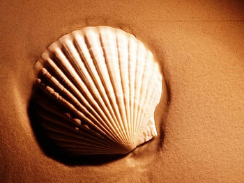 Sea Shell, sand, beach HD wallpaper