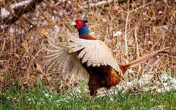 *** Pheasant ***, animal, birds, bird, animals, pheasant HD wallpaper
