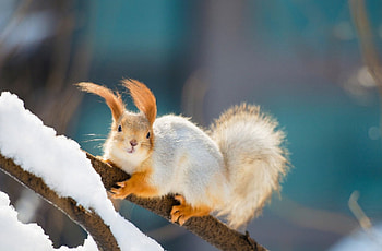 Squirrel, winter, branch, animals, snow HD wallpaper