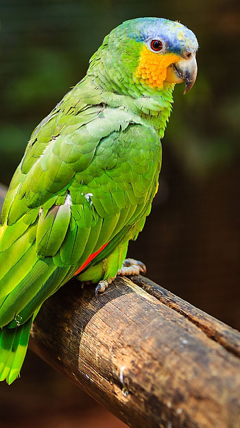 Parrot, Adorable Bird HD phone wallpaper