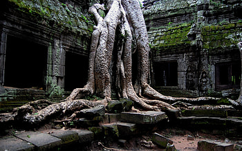 Ta Prohm Temple, ta prohm, religious, tree, temple HD wallpaper