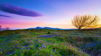 A field of bluebells in front of the Mourne Mountains at sunset, Northern Ireland, fields, colors, landscape, clouds, sky, tree HD wallpaper