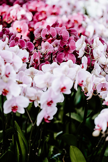 Flowers, Tender, Spring, Orchids HD phone wallpaper