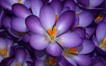 Plants, Flowers HD wallpaper