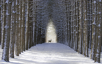 Deer, Snowy forest, Winter scenery, Spruce trees HD wallpaper