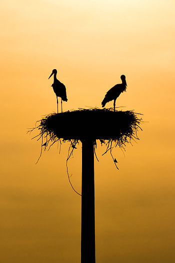 Animals, Birds, Storks, Silhouettes, Nest HD phone wallpaper