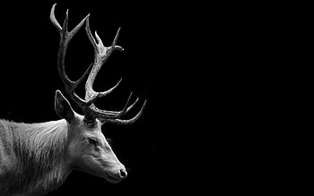 Red deer skull, Animal , Wildlife, Decorative HD wallpaper