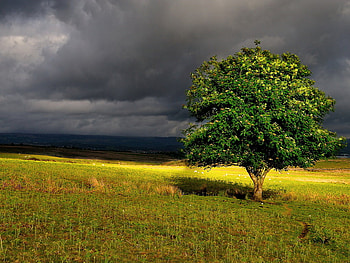 The tree of life, grass, nature, field, tree HD wallpaper