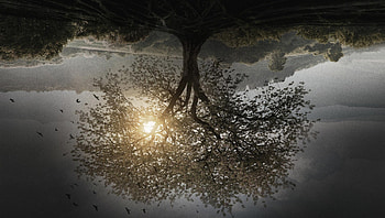 Insurgent (2022) movie HD wallpaper