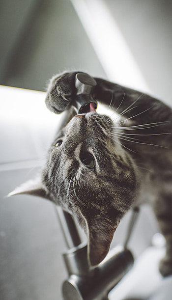 Paws & Giggles: Cute Cat , cat, cute, Animal, cute cat HD phone wallpaper