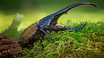 Beetle, Hercules beetle, Wildlife, Animals HD wallpaper