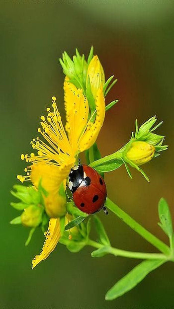Ladybird, flower HD phone wallpaper