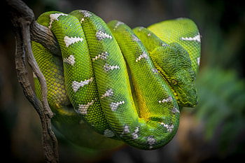 Boa Constrictor, Best boa constrictor , Pexels stock HD wallpaper