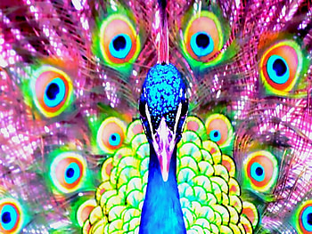 Majestic, digital, bird, bright, colorfull, male HD wallpaper