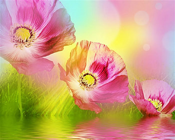 Beautiful Flowers, pink, flowers, reflection, petals HD wallpaper