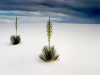 desert, sand, lonely, wite, flower HD wallpaper