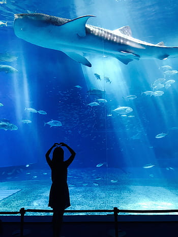 Silhouette of girl admiring a whale shark swimming in a vast aquarium tank, creating a mesmerizing underwater scene. HD phone wallpaper
