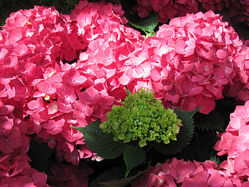 flowers in the mix 86, Hydrangeas, graphy, green, red, Flowers, garden HD wallpaper