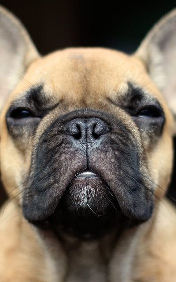 French Bulldog, Full-grown dogs, High-quality , Cute HD phone wallpaper