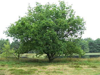 A big tree in the heath, heath, big, marjoleindol, nature, tree HD wallpaper