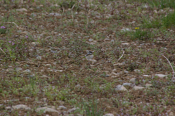Baby Killdeer Number 1, Killdeer, Idaho, Babies, Nature, Wildlife HD wallpaper