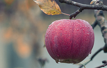 Apple, dew drops, red fruit, close up HD wallpaper