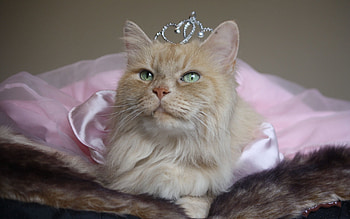 Animals, Sit, Cat, Fluffy, Muzzle, Crown HD wallpaper
