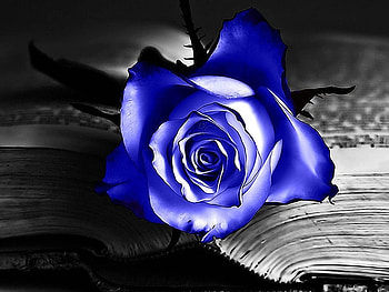 BLUE ROSE, ROSE, WHITE, BLACK, BLUE HD wallpaper
