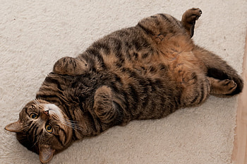yoga for cats, yoga, resting, big cat, floor, brown tiger, nice HD wallpaper