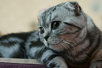 Scottish Fold, Playful pose, Lovely fur, Captivating eyes HD wallpaper
