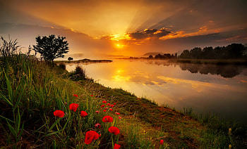 River sunset, river, wildflowers, reflection, slope, sky, beautiful, fiery, sunset, orange HD wallpaper