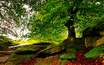 GREEN FOREST, wood, autumn, greens, foliage, stones HD wallpaper