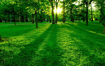 Lush greenery, Nature's beauty, Enchanting forest, Serene atmosphere HD wallpaper