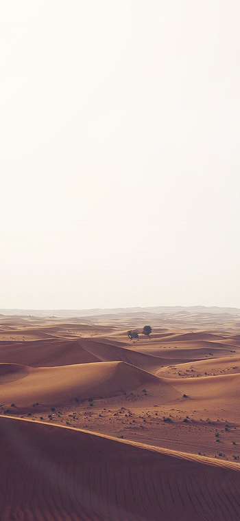 Blue sky backdrop, Serene desert oasis, Sunlit tranquility, Nature's elegance HD phone wallpaper