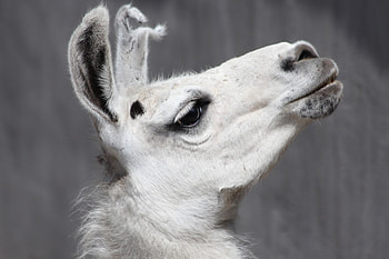 Profile view of llama, Llama's cute ears, Llama side profile, Captivating llama HD wallpaper