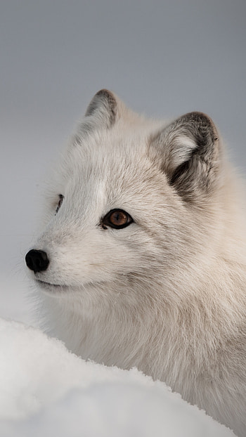 Northern Hemisphere Animal, Animals HD phone wallpaper